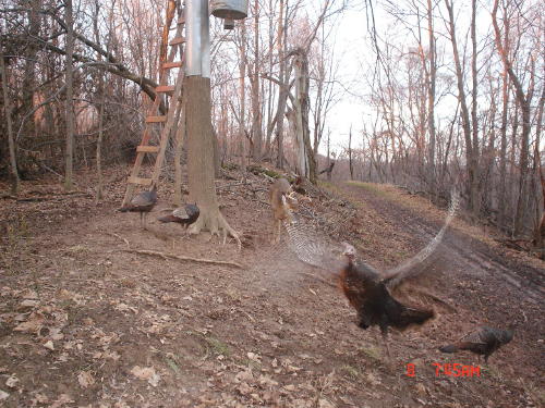flying turkey flying turkey